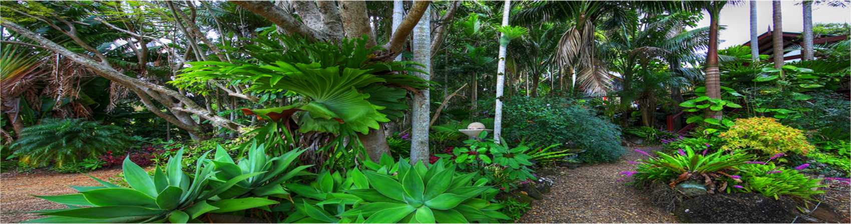 Rainforest