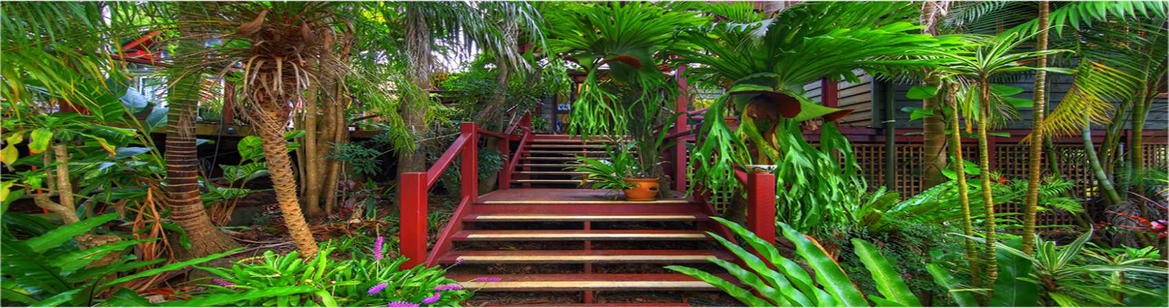 Maleny Rainforest